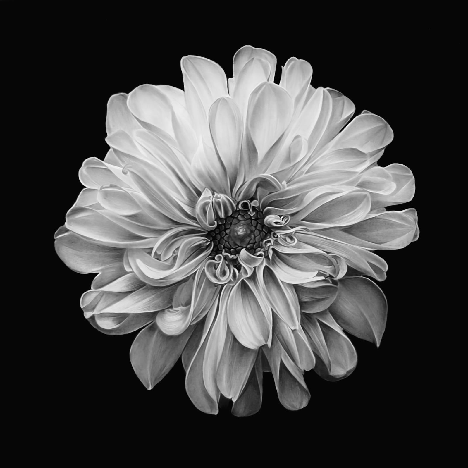 A Dahlia in Bloom at Kew